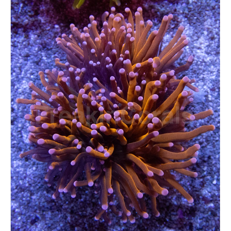 Hellfire Torch Coral