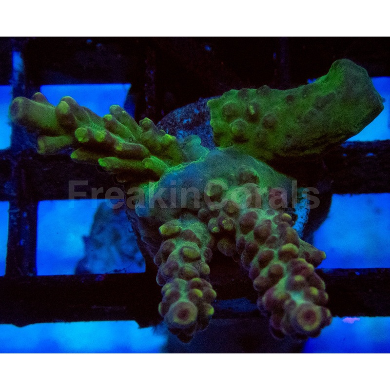 High-End Acropora Coral Frag