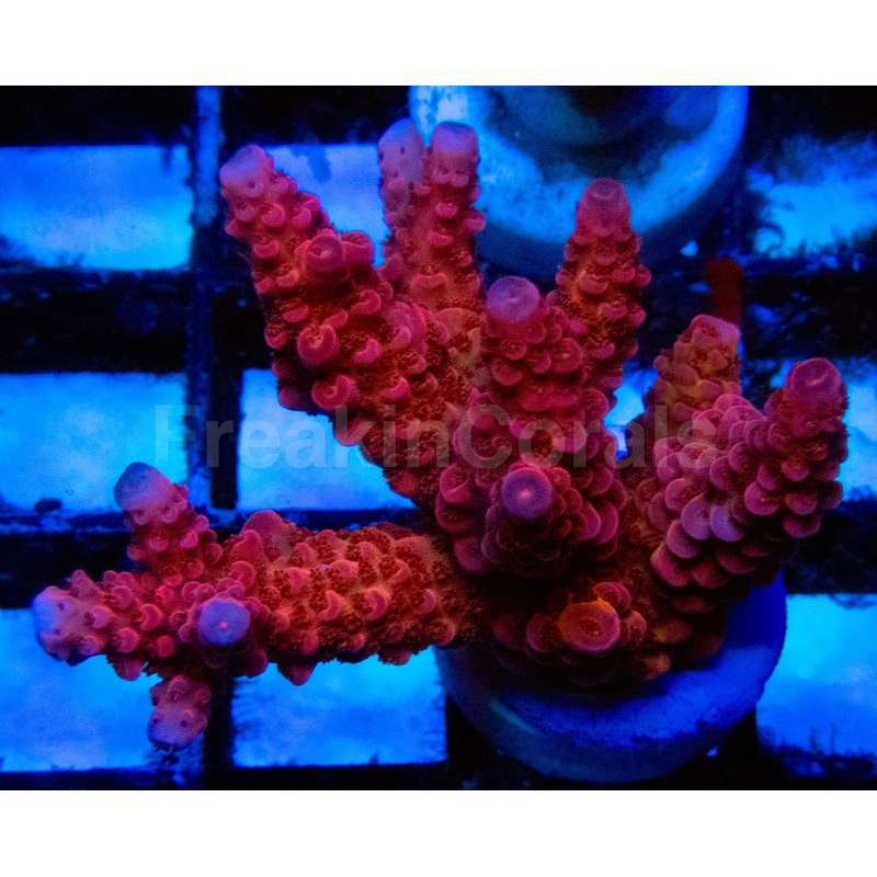 High-End Acropora Coral Fragsps