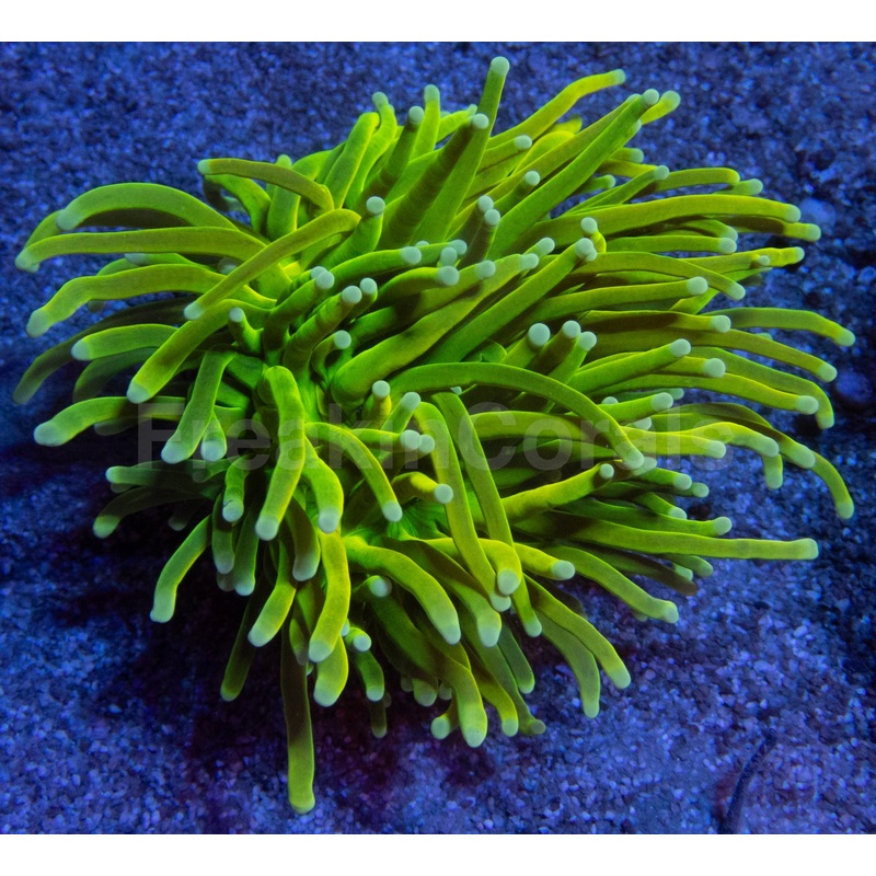 Holy Grail Torch Coral