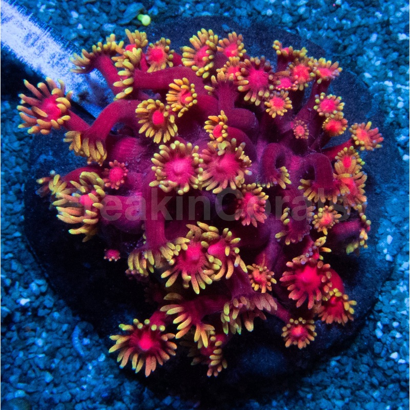 Inferno Goniopora