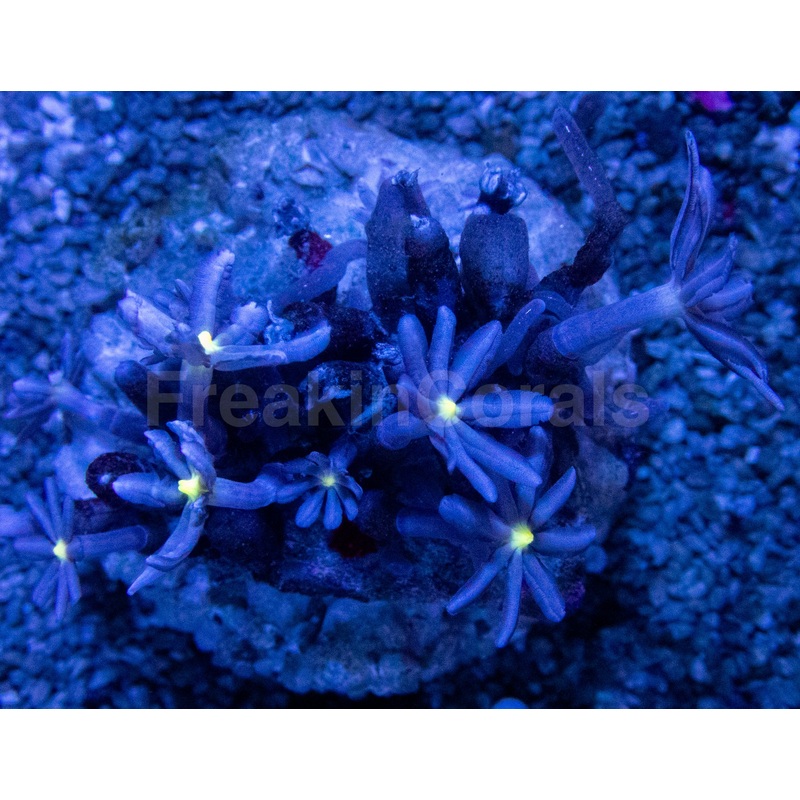 Jasmine Polyps  Knopia octocontacanalis