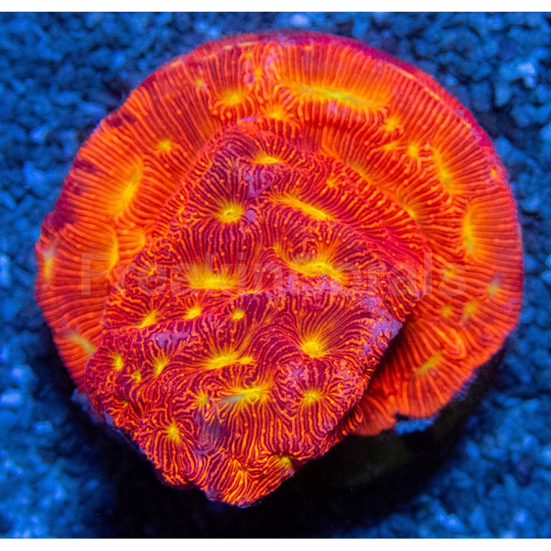 Jason Fox Jack-O-Lantern Leptoseris  Frag (Similar to Photo)