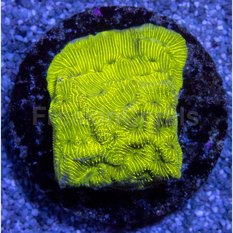 Leptoseris Toxic Green Yellow Eye  First Worldwide Release