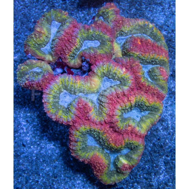 Lobophyllia "Rainbow Blue Lake"  XL Size, Australia Lobophyllia sp.lps