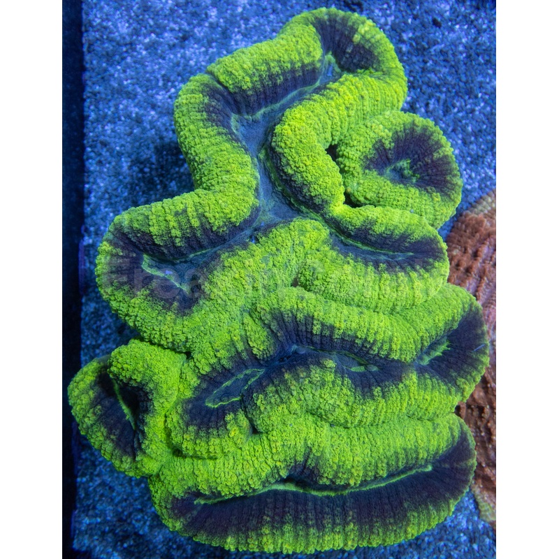 Lobophyllia "Strike Green Black Hole"  XL Size