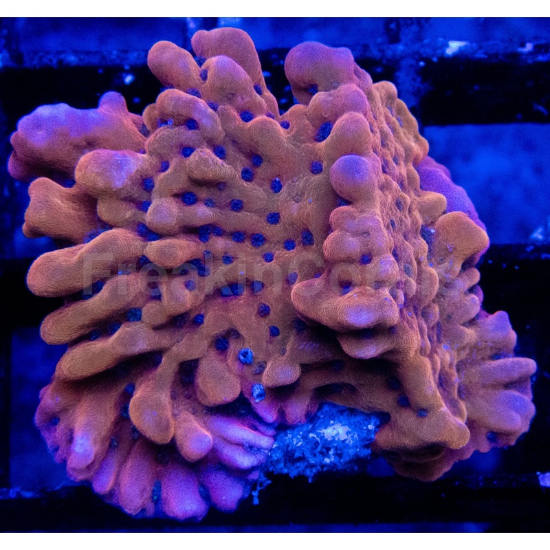 Mean Strike Montipora