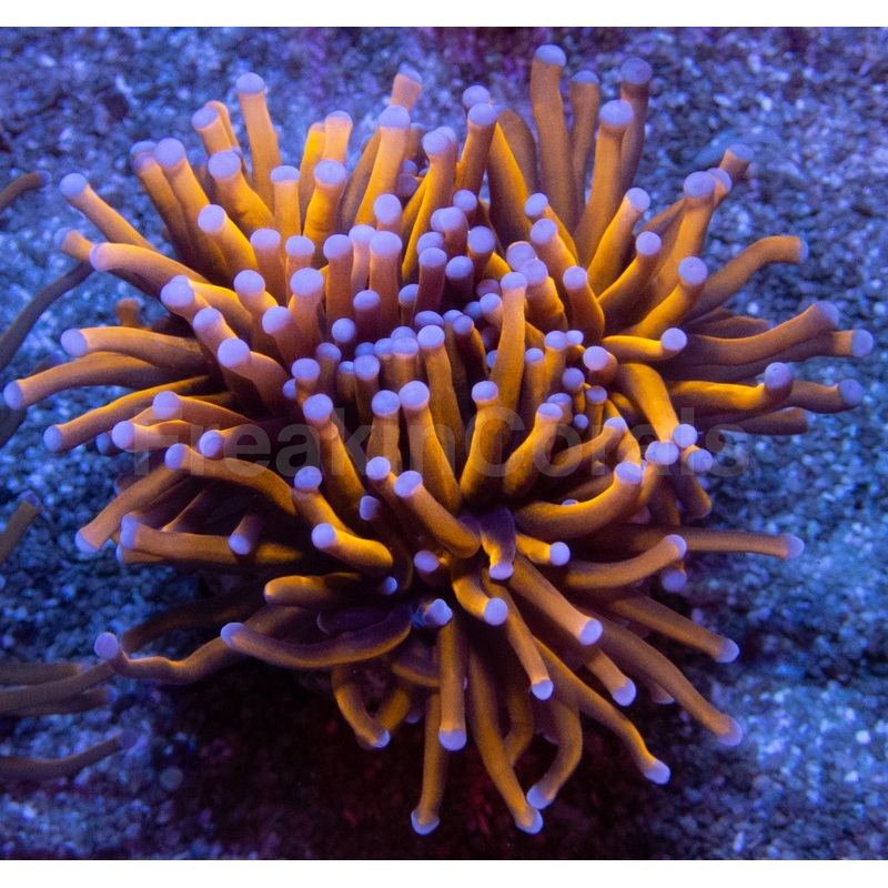 NY Knicks Torch (Fat Tentacle)