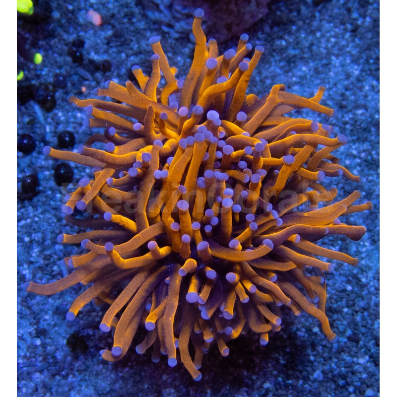 NY Knicks Torch  Ultra Orange Euphyllia glabrescens