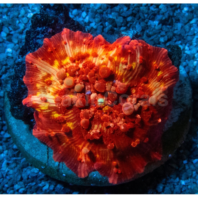 Orange Bounce Mushroom