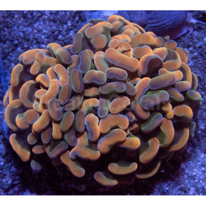 Orange Plasma Hammer Coral
