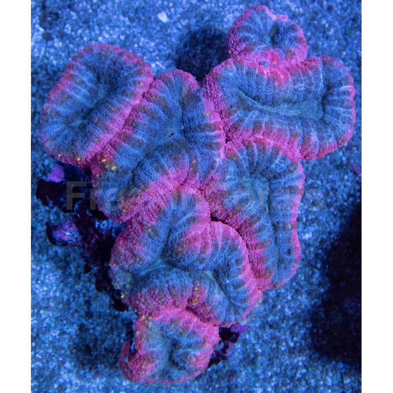 Pink and Blue Lobophyllia Colony  L Size, Australia