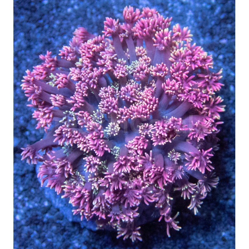 Pink and Yellow Mix Goniopora Colony  Medium Size, Indonesia Goniopora spp.