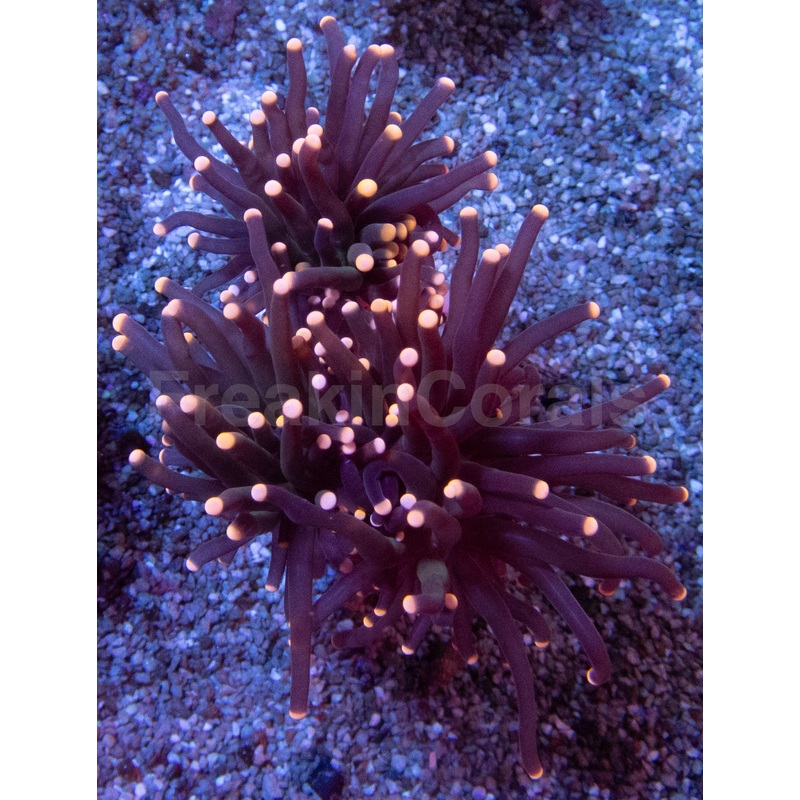 Pink Tip Black Torch