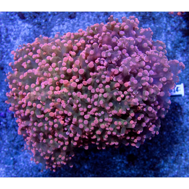 Pink Tip Green Centre Paradivisa Euphyllia  CTO (Cut to Order)