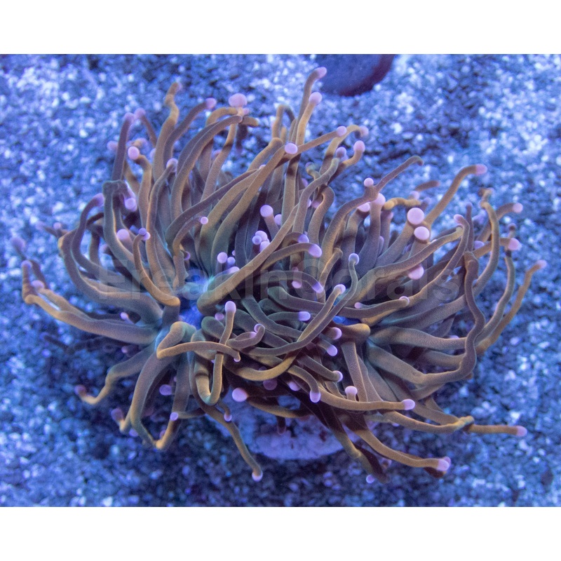 Pink Tip USA Holy Grail Torch Euphyllia