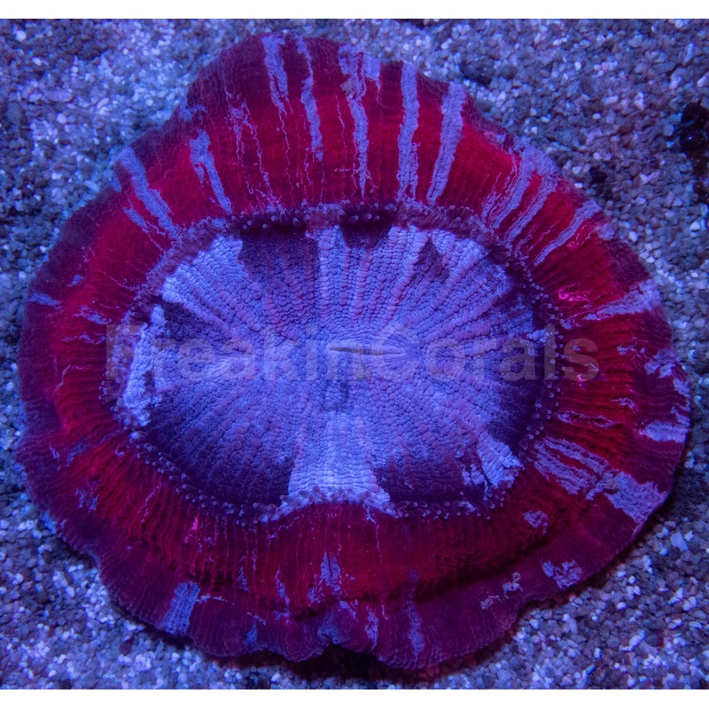 Red & Blue Striped Trachyphyllia