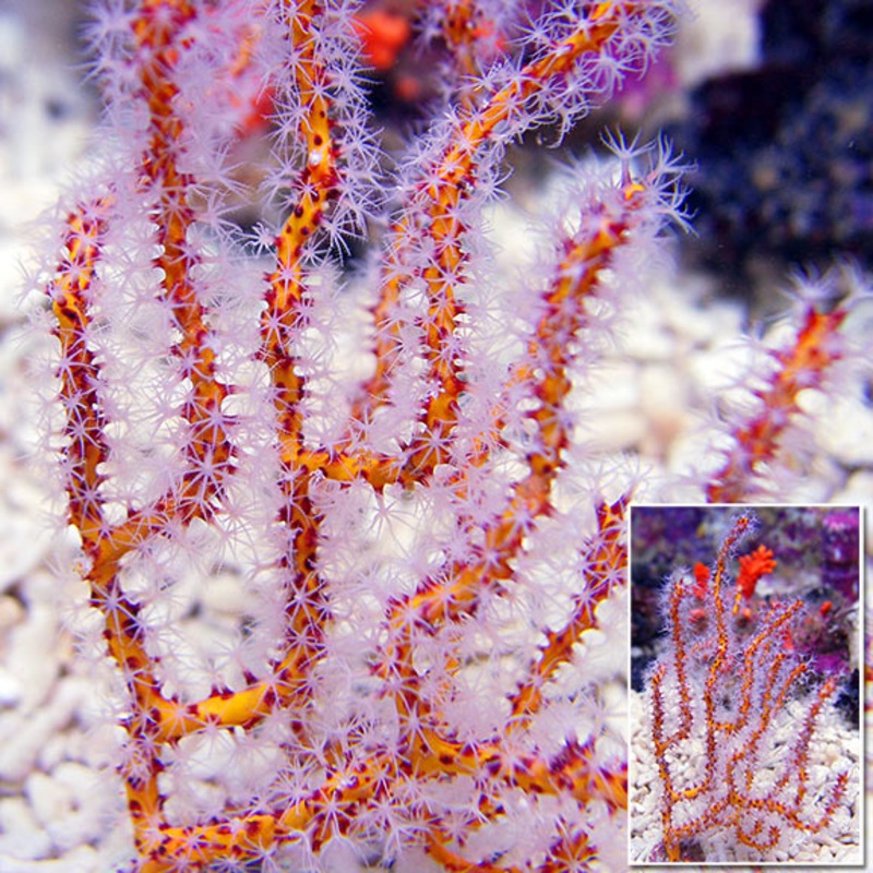 Red/Orange Finger Gorgonian (Diodogorgia nodulifera)