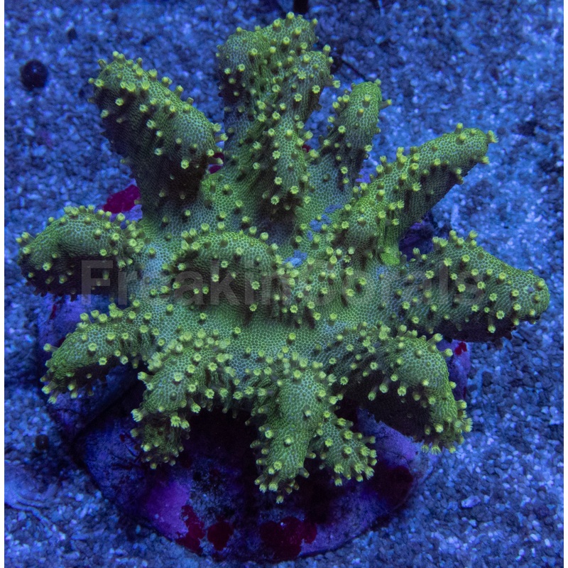 Sarcophyton Green Fluor (Farmed)  Size L Sarcophyton spp.