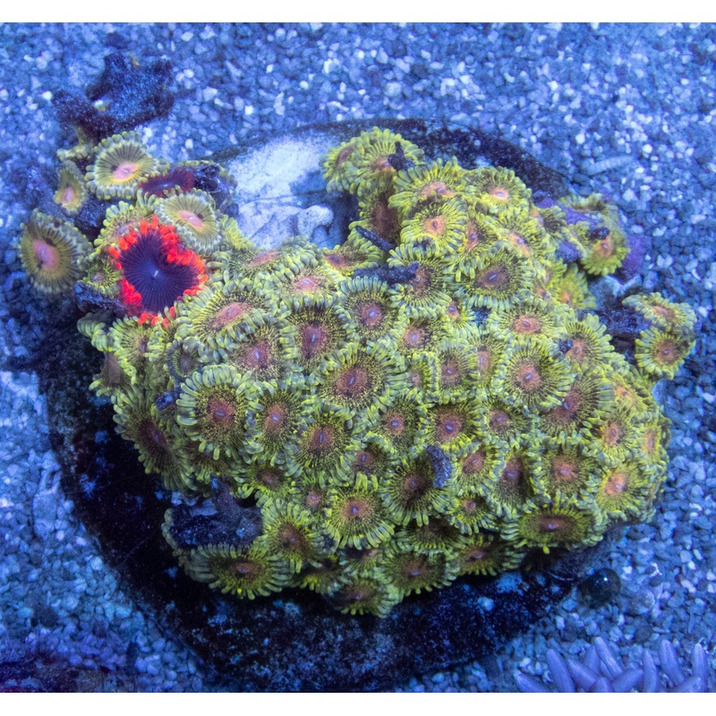 Speckled Gold Zoanthus Colony  Size L
