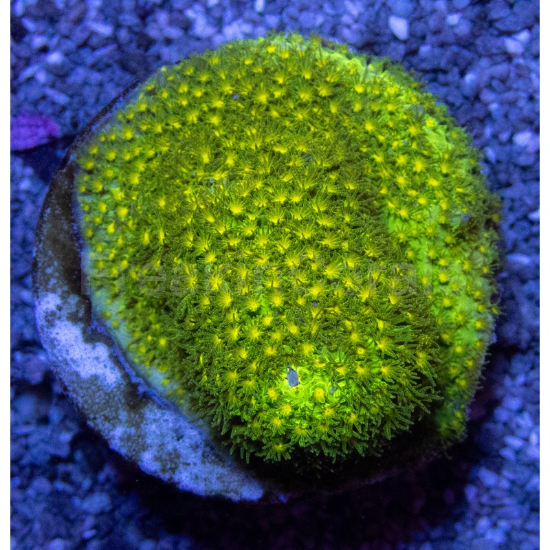 Stylocoeniella Yellow Eye Green  First Worldwide Release