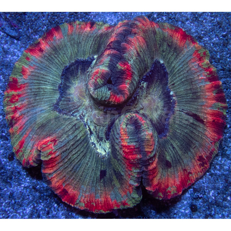 Symphyllia Rainbow Rim  Indonsia Symphyllia spp.