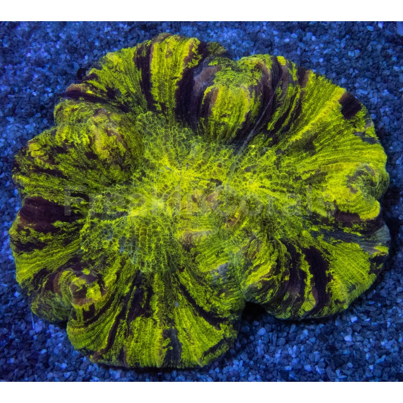 Toxic Fluor Trachyphyllia Ultra