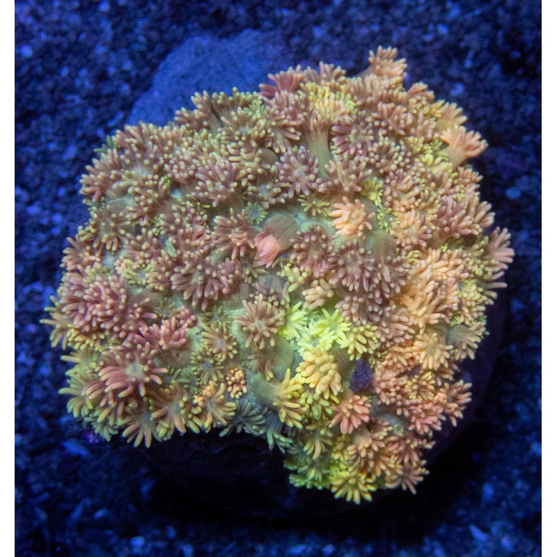Toxic Yellow Goniopora Mini Colony  Indonesia