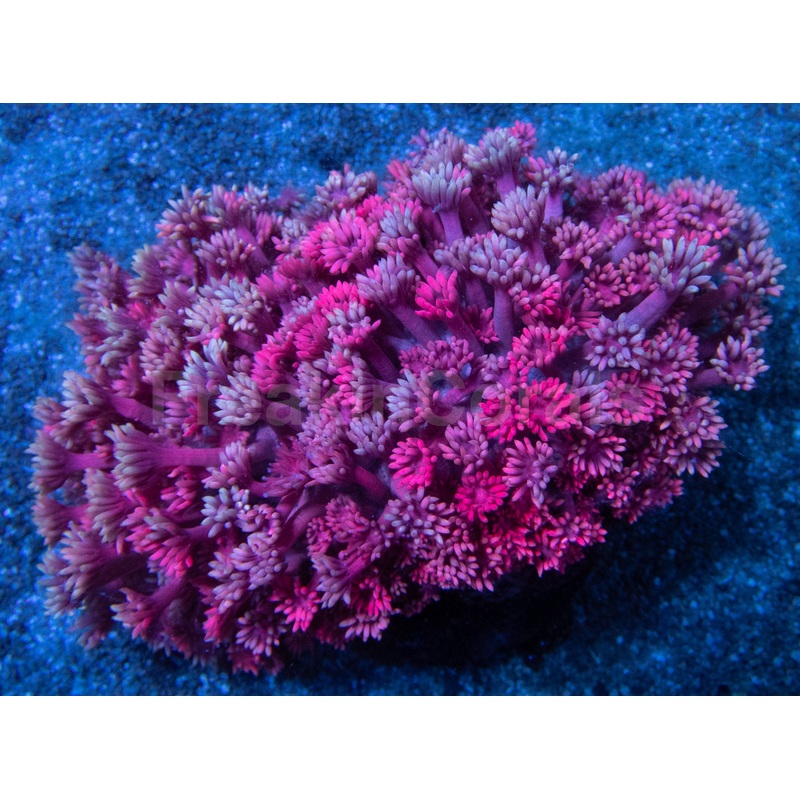 True Fusion Goniopora Colony  Three Colour (Pink, Grey & Red), Ultra Rare