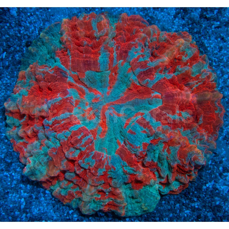 Ultra Rainbow Acanthophyllia  Orange & Blue