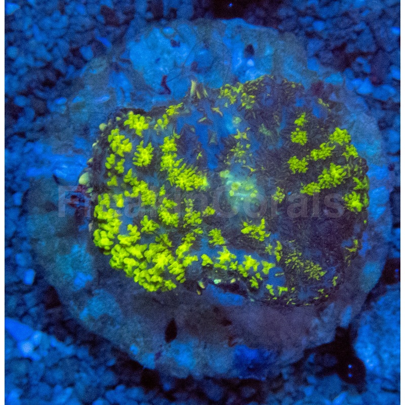 Uranium Bounce Rhodactis Coral