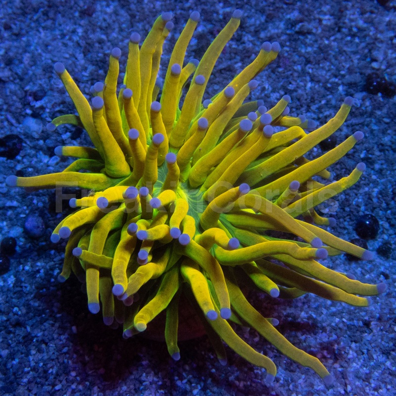 USA Holy Grail Torch (MEGA COLOR)