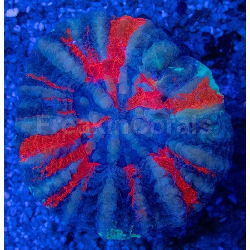 Warpaint Scolymia  Australia