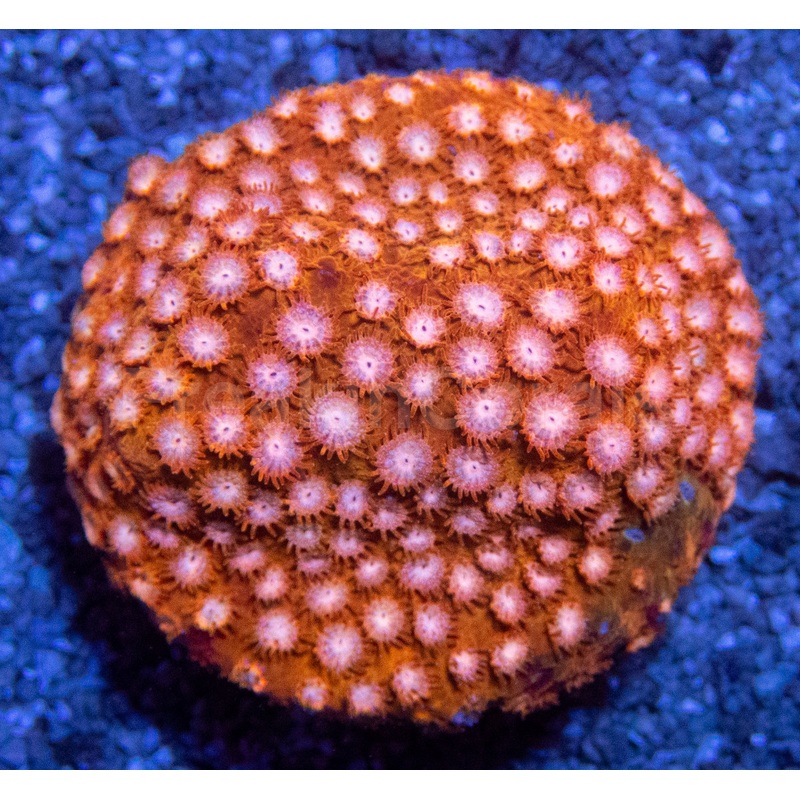 WWC Hi-C Cyphastrea  Frag (Similar to Photo)