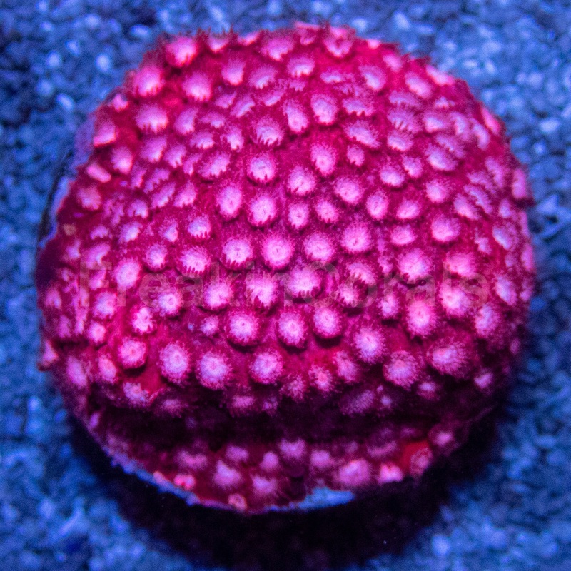 WWC Peppermint Cyphastrea  Frag (Similar to Photo)