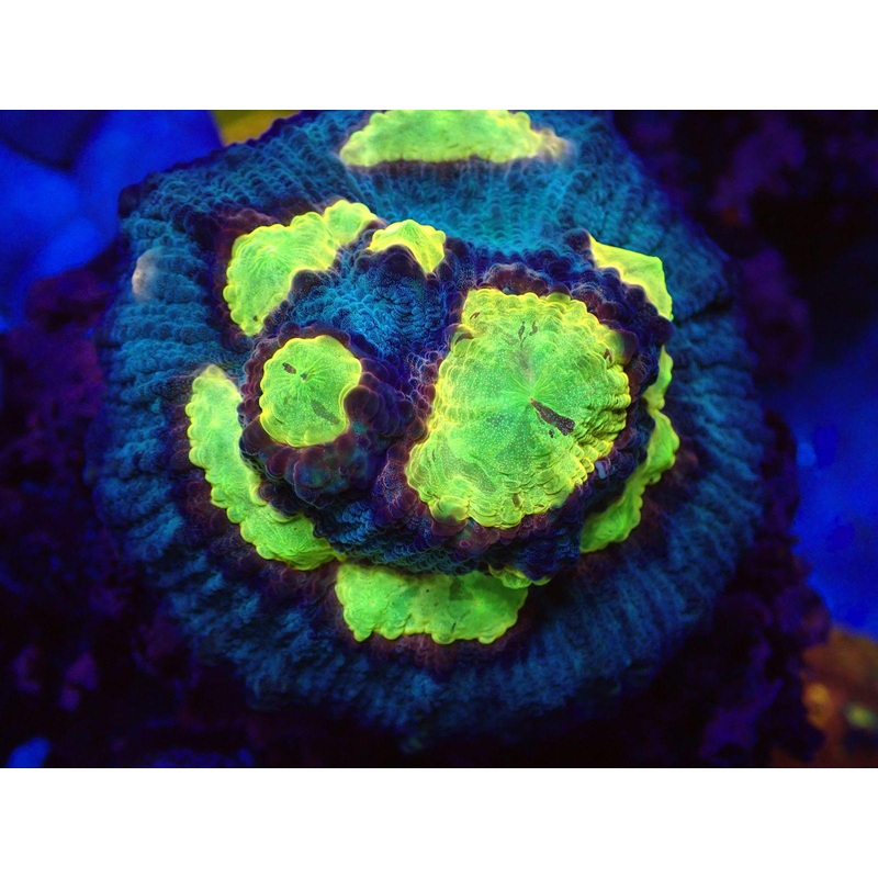 WWC Sundrop Chalice (Colony)  First Release  Cut-to-Order  Echinophyllia sp.