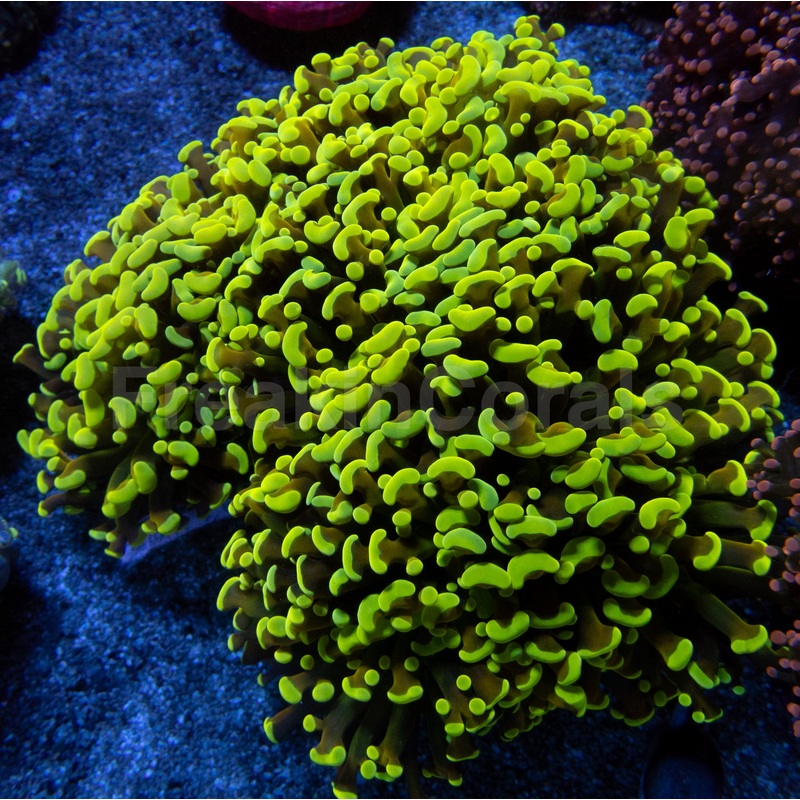 Yellow Tip Gold Tentacle Ancora Euphyllia  Mega Rare
