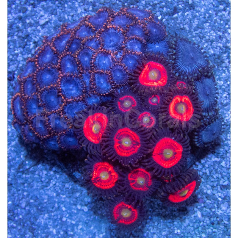 Zoanthus Colony with Three Rare Specimens