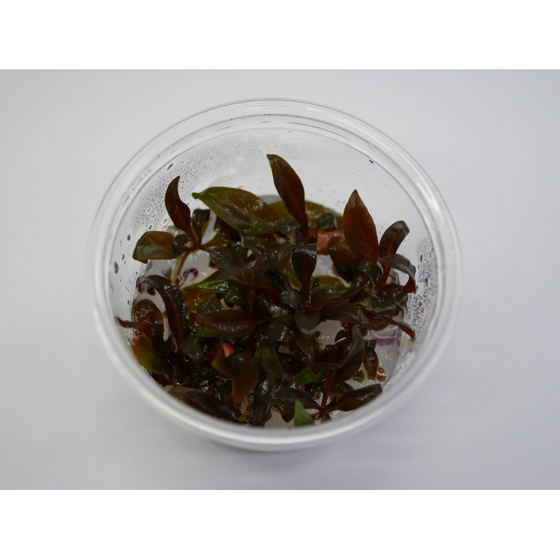 Oriental TC - Alternanthera reineckii 'Mini'