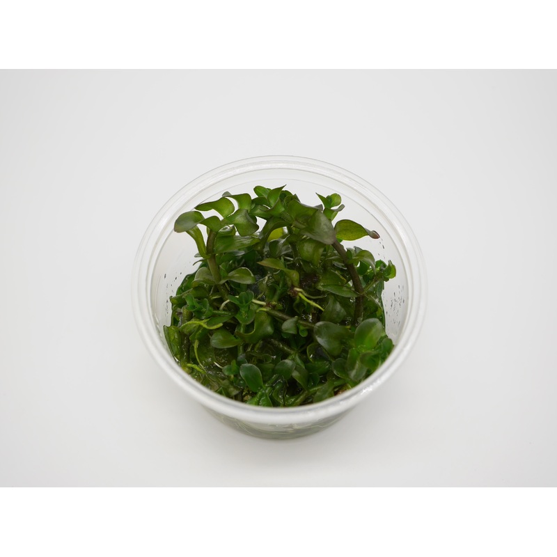 Oriental TC - Bacopa caroliniana