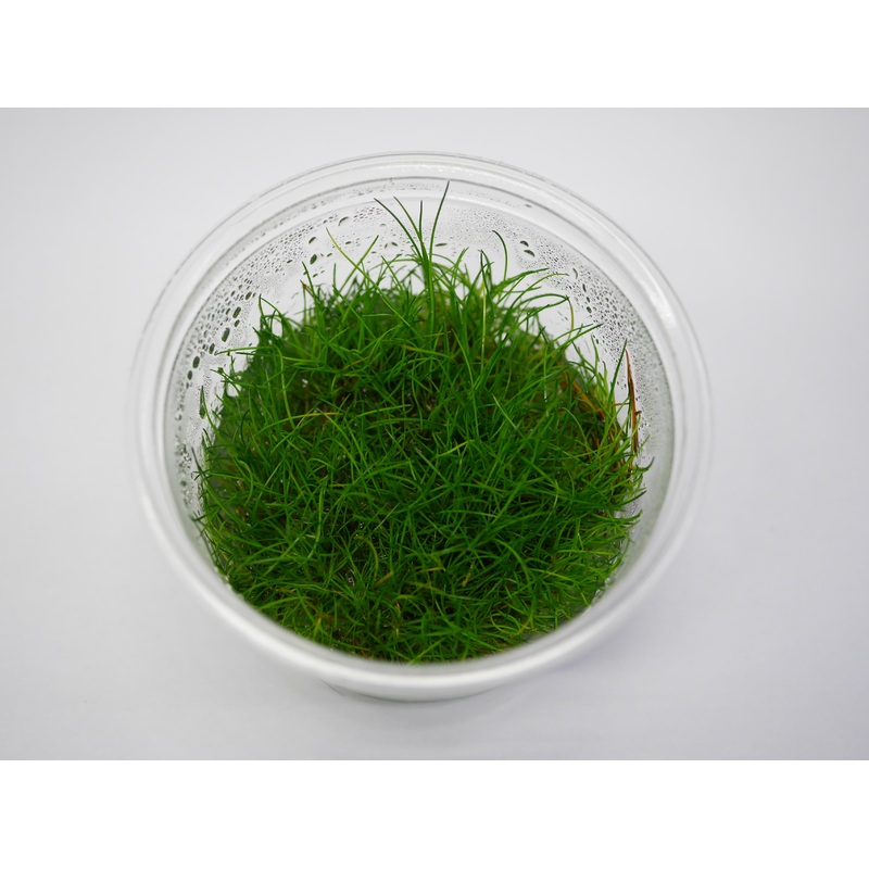 Oriental TC - Eleocharis acicularis 'Mini'