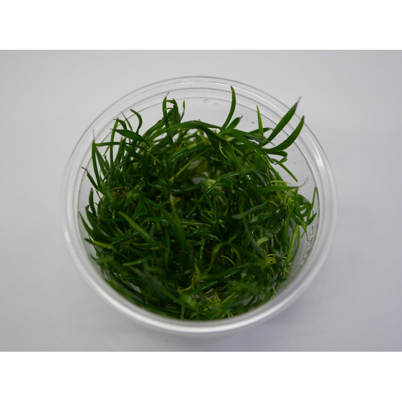 Oriental TC - Helanthium tenellum 'Green'