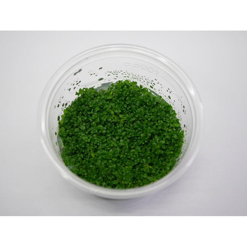 Oriental TC - Hemianthus callitrichoides 'Cuba'