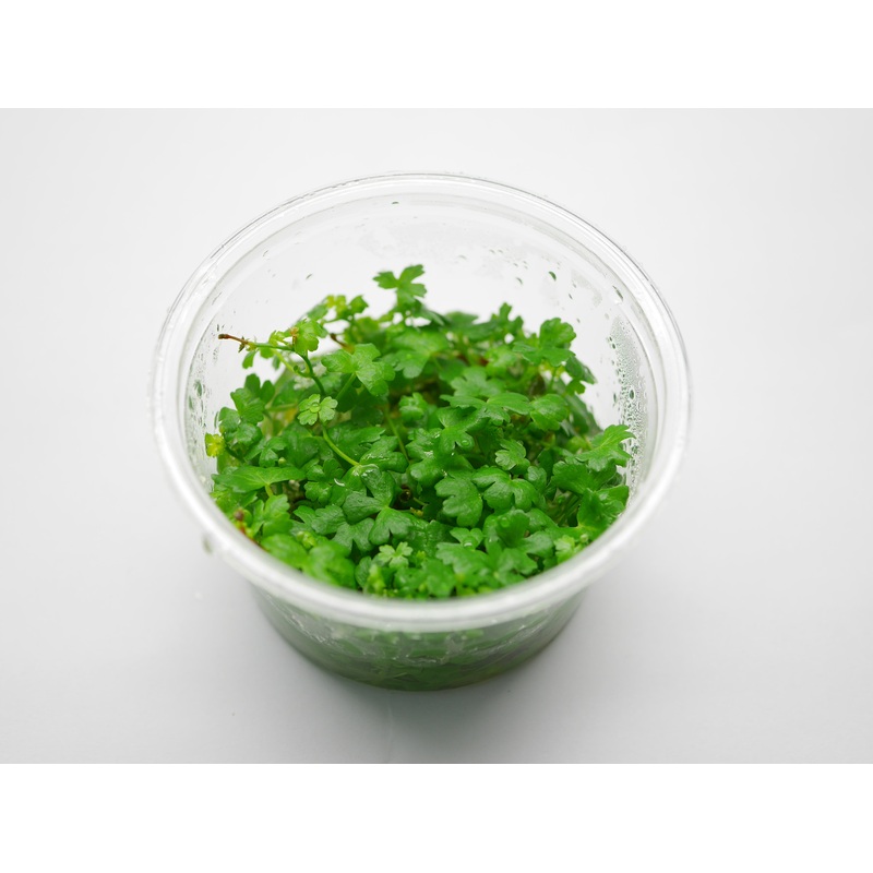 Oriental TC - Hydrocotyle tripartita