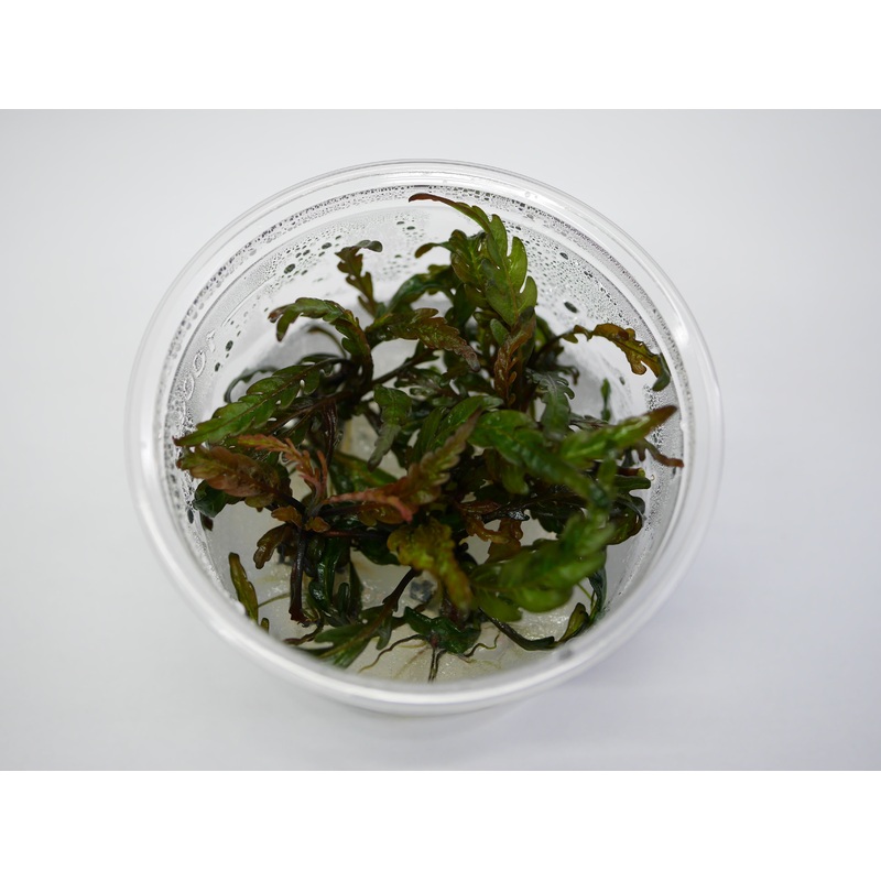Oriental TC - Hygrophila pinnatifida