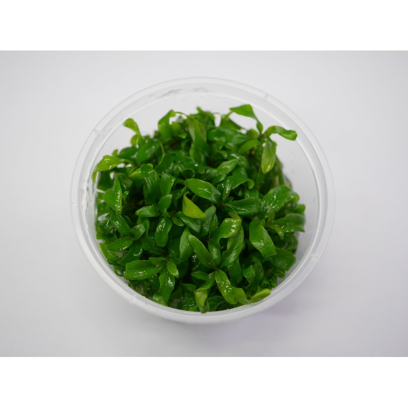Oriental TC - Hygrophila 'Siamensis 53B'