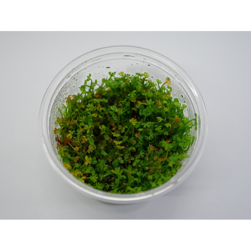 Oriental TC - Marsilea crenata