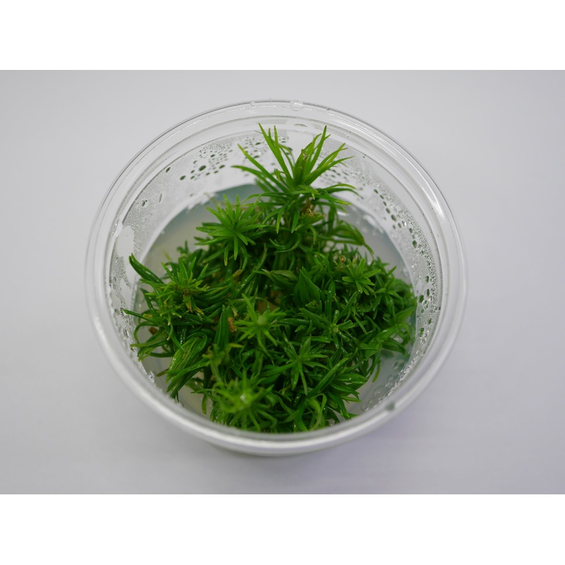 Oriental TC - Pogostemon erectus