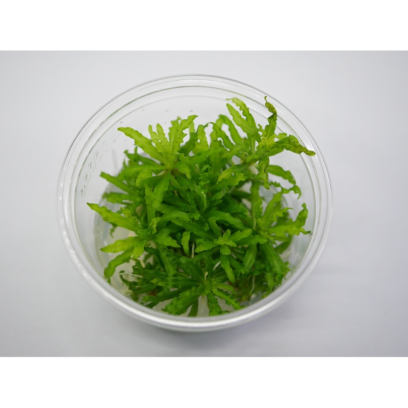 Oriental TC - Pogostemon helferi
