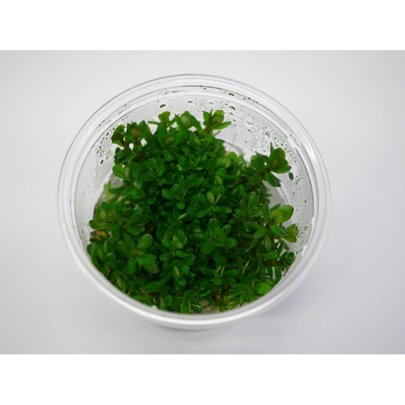 Oriental TC - Rotala 'Bonsai'